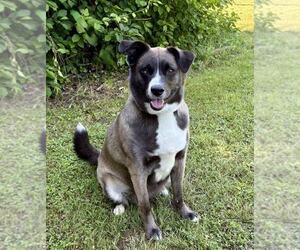 Huskies -Labrador Retriever Mix Dogs for adoption in Spring Lake, NJ, USA