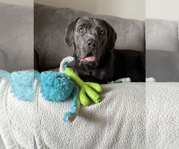 Medium Photo #1 Mutt Puppy For Sale in Goodyear, AZ, USA