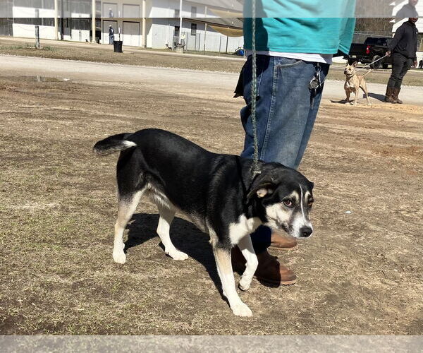 Medium Photo #3 Siberian Husky-Unknown Mix Puppy For Sale in Rockaway, NJ, USA
