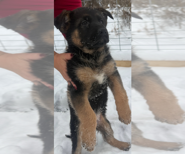 Medium Photo #4 German Shepherd Dog Puppy For Sale in MINNETONKA, MN, USA