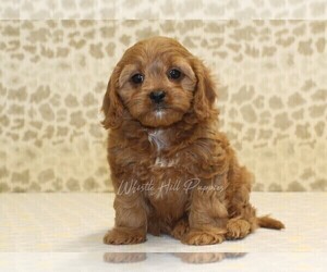 Cavapoo Puppy for sale in DENVER, PA, USA
