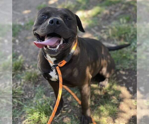 Medium Photo #1 American Staffordshire Terrier Puppy For Sale in Camarillo, CA, USA