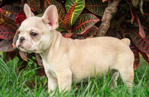 Medium Photo #3 Bulldog Puppy For Sale in CUTLER BAY, FL, USA