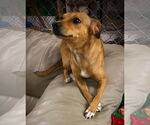 Small #1 Chihuahua-Feist Terrier Mix