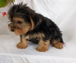 Small #7 Yorkshire Terrier