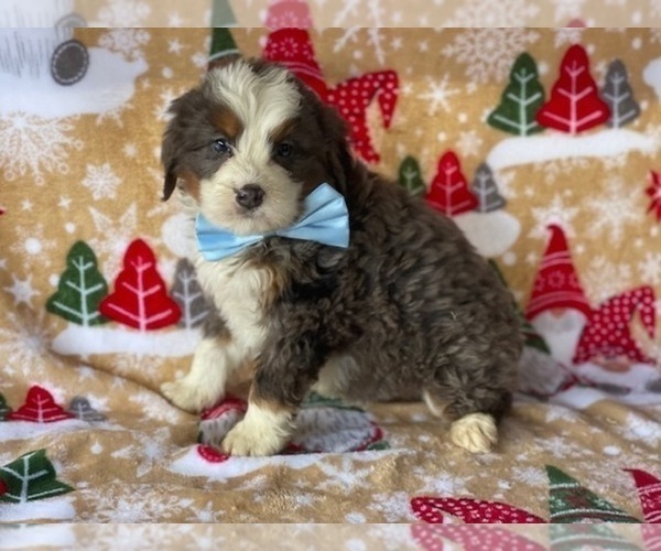 Full screen Photo #1 Australian Shepherd Puppy For Sale in LANCASTER, PA, USA