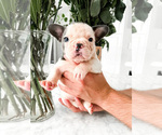 Puppy 3 French Bulldog