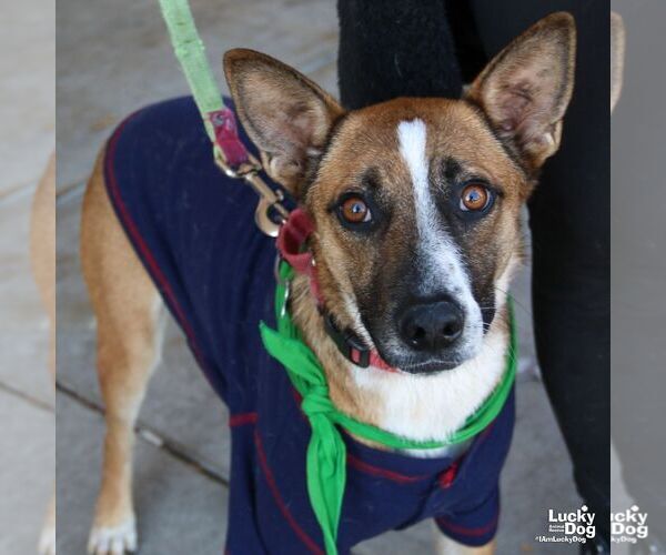 Medium Photo #8 Mutt Puppy For Sale in Washington, DC, USA