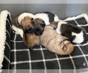 Pomeranian Litter for sale in DANVILLE, IN, USA