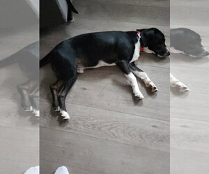 Beagle Dogs for adoption in Tampa, FL, USA
