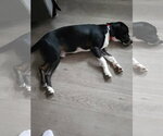 Small Beagle