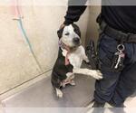 Small American Pit Bull Terrier Mix