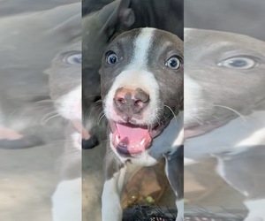 American Pit Bull Terrier Puppy for sale in INDIANAPOLIS, IN, USA