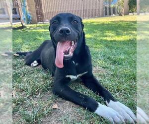 KUROMI - Female Labrador Retriever-Unknown Mix Dog for Adoption - Photo #3