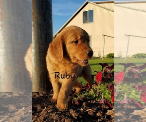 Golden Retriever Puppy for sale in COLBY, WI, USA