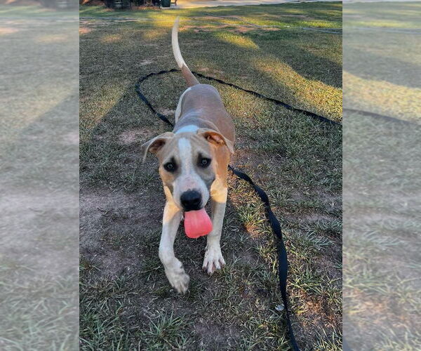 Medium Photo #6 Bulldog-Great Dane Mix Puppy For Sale in Tarrytown, GA, USA