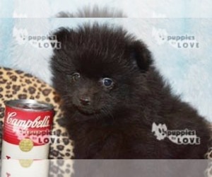 Pomeranian Puppy for sale in SANGER, TX, USA