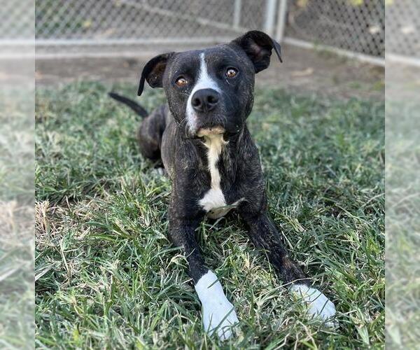 Medium Photo #2 Bullboxer Pit Puppy For Sale in Modesto, CA, USA
