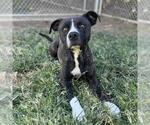 Small #1 Bullboxer Pit
