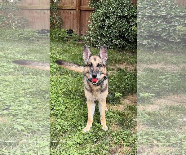Medium Photo #4 German Shepherd Dog Puppy For Sale in New Hill, NC, USA