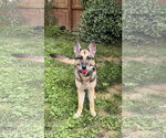 Small #3 German Shepherd Dog