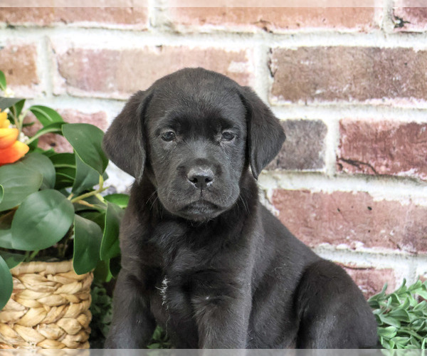 Medium Photo #3 Labrador Retriever Puppy For Sale in SYRACUSE, IN, USA