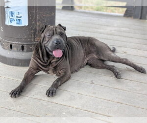 Dumpling Rolls - Male Mutt Dog for Adoption - Photo #2