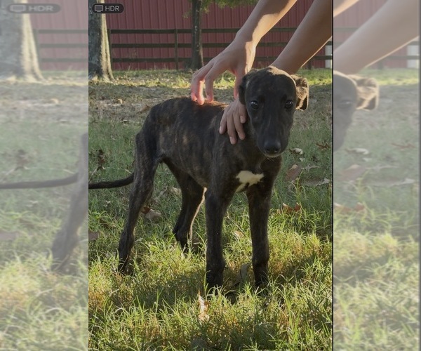 Medium Photo #1 Greyhound Puppy For Sale in MONTGOMERY, TX, USA