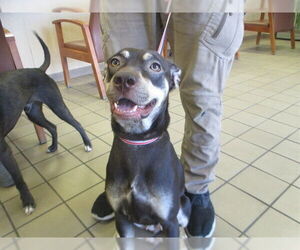 American Staffordshire Terrier-Unknown Mix Dogs for adoption in Ocala, FL, USA