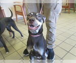 Small American Staffordshire Terrier Mix