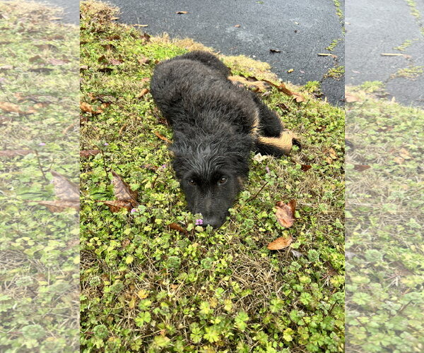 Medium Photo #6 German Shepherd Dog Puppy For Sale in McDonough, GA, USA