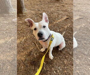 American Pit Bull Terrier-Unknown Mix Dogs for adoption in Derwood, MD, USA