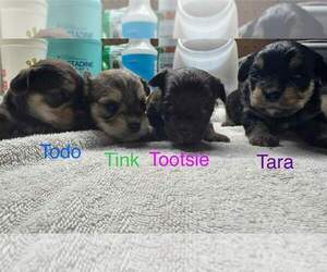 YorkiePoo Puppy for sale in MIDDLETOWN, IN, USA