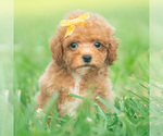 Small #3 Poodle (Toy)