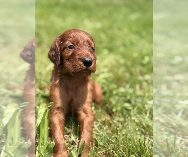 Medium Photo #2 Irish Setter Puppy For Sale in ONEONTA, NY, USA