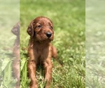 Small #1 Irish Setter