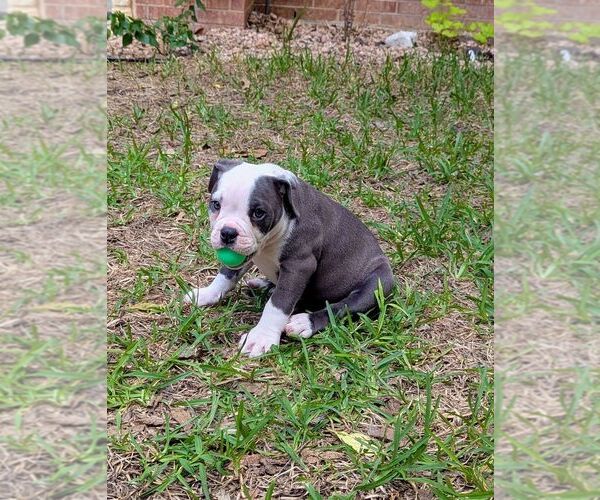 Medium Photo #4 Olde English Bulldogge Puppy For Sale in AUSTIN, TX, USA