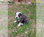 Small #3 Olde English Bulldogge