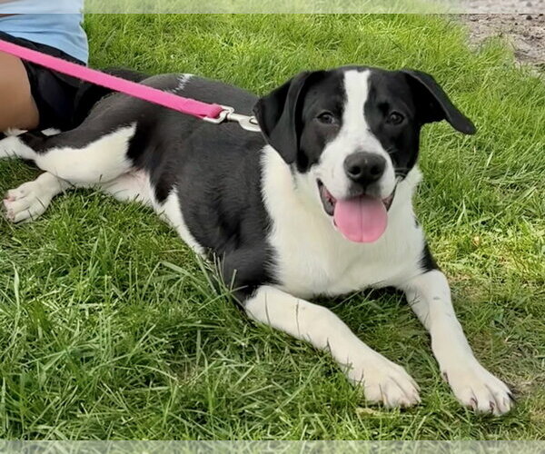 Medium Photo #3  Puppy For Sale in , 