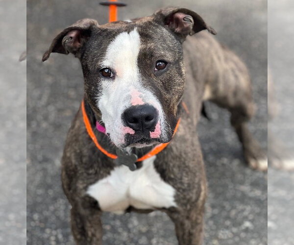 Medium Photo #5 American Staffordshire Terrier Puppy For Sale in Cranford, NJ, USA