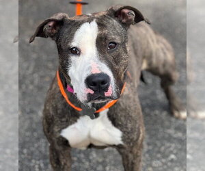 Cleo - Male American Staffordshire Terrier Dog for Adoption - Photo #5