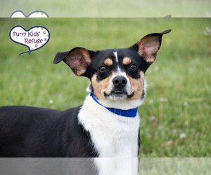 Raggle Dogs for adoption in Lee's Summit, MO, USA