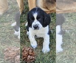 Small #3 English Springer Spaniel