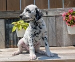Small Photo #39 Dalmatian Puppy For Sale in GOSHEN, IN, USA