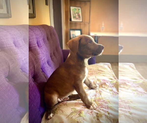 Medium Photo #3 Labrador Retriever-Unknown Mix Puppy For Sale in Rockaway, NJ, USA