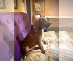 Small #2 Labrador Retriever Mix