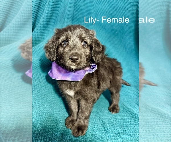 Medium Photo #9 Labradoodle-Miniature Australian Shepherd Mix Puppy For Sale in MANSFIELD, TX, USA