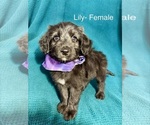 Small #8 Labradoodle-Miniature Australian Shepherd Mix