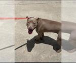 Small American Staffordshire Terrier Mix