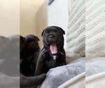 Small #3 Staffordshire Bull Terrier